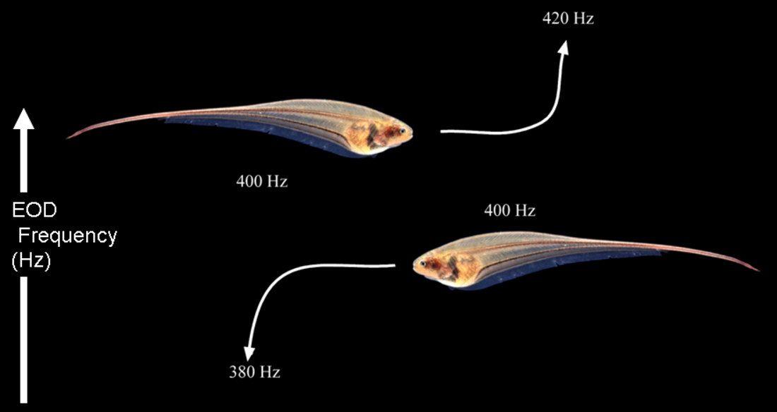 Neuroetología