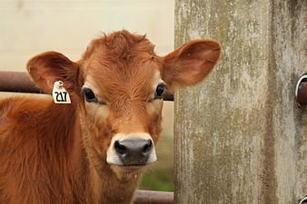 "Jersey_calf.jpg" by [[User:]]