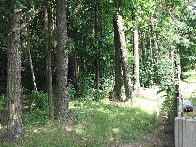 File:Jewish cemetery in Beshankovichy 27.jpg