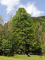 Johnsbach - Naturdenkmäler 895 bis 898 - 4 Winterlinden mit Kriegerdenkmal