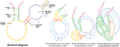 Journal.pone.0171392.g009 - Homologies of the sclerotized vaginae of the ‘Pseudorhabdosynochus riouxi group‘.png