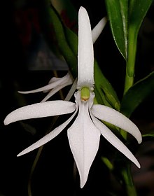 Jumellea comorensis Shatin Orchid Show, Gonkong - (9229776220) - cropped.jpg