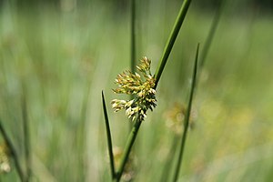 Juncus effusus near Smrkovice, part of Pisek in 2011 (2).JPG