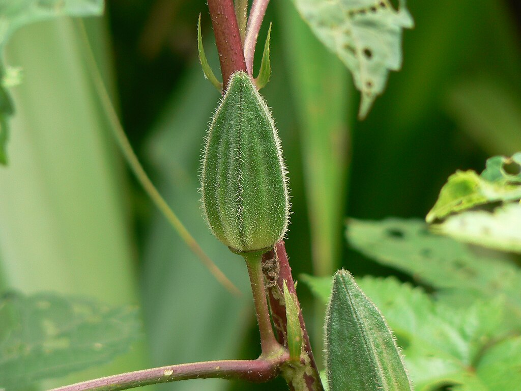 BHINDI SEEDS RESEARCH CHETAK-51 | Seeds, Green, Green beans