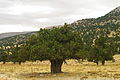 Juniperus excelsa - Boylu Ardic - Greek Juniper 03.JPG