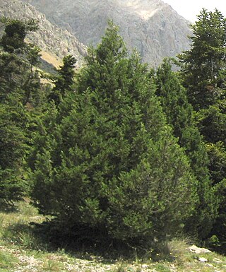 <i>Juniperus foetidissima</i> Species of conifer