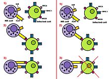 When a KAR binds to MICA and MICB molecules on the surface of an infected cell (or a tumor cell), a KIR examines the levels of MHC class I of this target cell. If the MHC class I levels are enough, killing of the cell doesn't proceed (left), but if they aren't, the killing signal proceeds and the cell is eliminated (right). KAR imagen.jpg