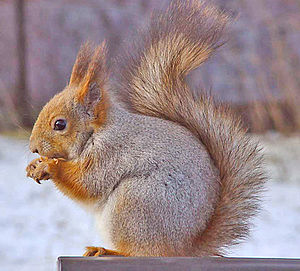 Europäescht Kaweechelchen (Sciurus vulgaris)