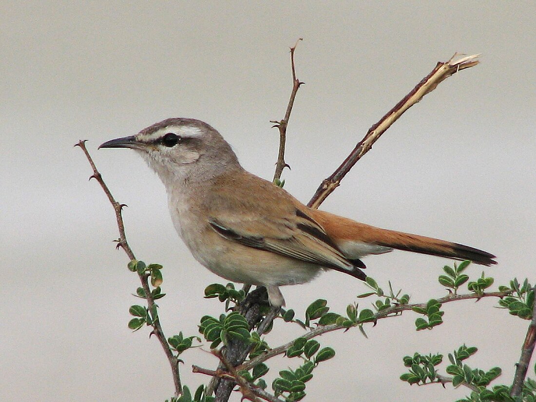 Agrobate du Kalahari