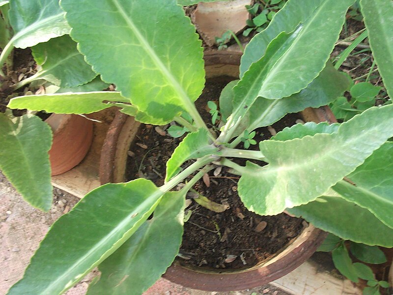 File:Kalanchoe gastonis bonnieri-2-yercaud-salem-India.JPG