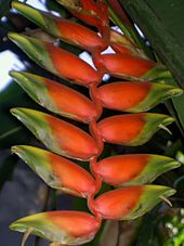 Heliconia Kalimpong heliconia.jpg