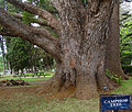 Cinnamomum camphora