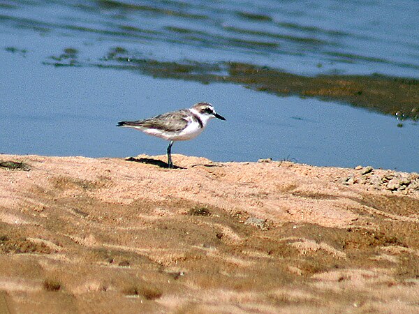 Kentish plover Anarhynchus alexandrinus