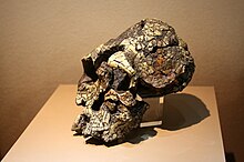 Kenyanthropus platyops, skull (model).JPG