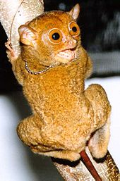 Horsfield's tarsier in Sarawak Kera hantu Sarawak.jpg