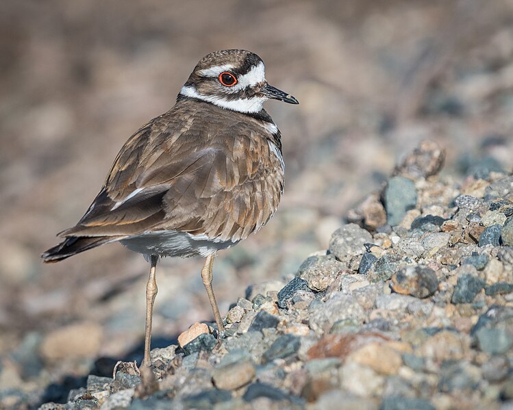 File:Killdeer (33647275772).jpg