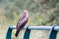 Adult; Olifants River, South Africa