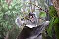 Koala et eucalyptus dans le Queensland. Flickr.