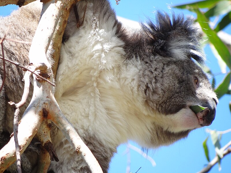 File:Koala at Otway National Park.JPG