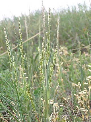 <i>Koeleria macrantha</i> Species of flowering plant