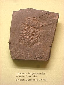 מוזיאון התערוכות Kootenia burgessensis Museum of Natural History. JPG