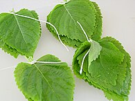 Korean perilla leaves.jpg