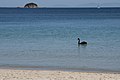 * Nomination Koukounaries Beach in Skiathos island. By User:Biumbium Bambalo --L'OrfeoGreco 22:26, 1 November 2023 (UTC) * Decline  Oppose Low sharpness/detail --Plozessor 14:44, 5 November 2023 (UTC)