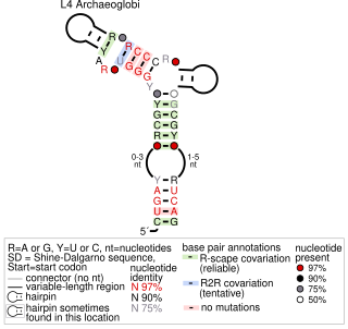 L4 Ribosomal Protein Leader