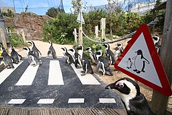 LC Penguen crossing.jpg