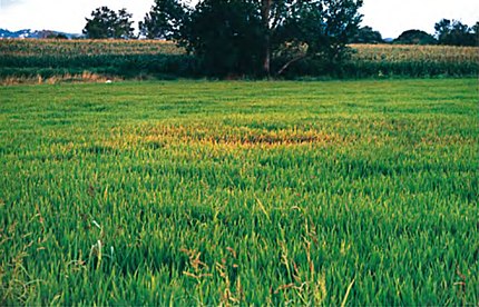 Foto: Albert Grassot, president de l'Associació de Defensa Vegetal Arròs de Pals (2-8-2001)