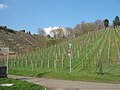 Weinberge mit Weinberghäuschen und Seilbahn