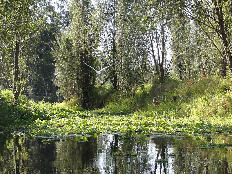 File:Lake Xochimilco in Southern Mexico.jpg