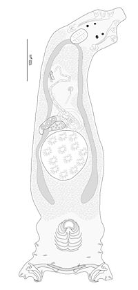 Vignette pour Lamellodiscus