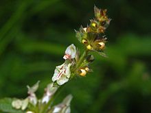 Lamiaceae - Stachys officinalis-1.JPG