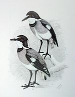 The unique white-tailed shrike ranges to Angola Lanioturdus torquatus00.jpg