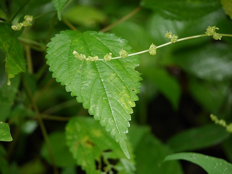 File:Laportea interrupta (L.) Chew (48731376366).jpg