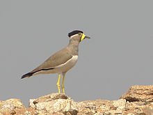 Lapwing.jpg