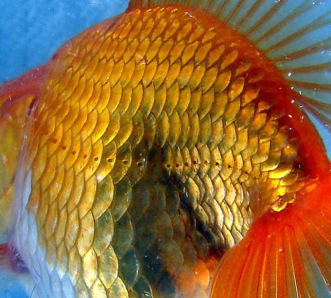 Oblique view of a goldfish (Carassius auratus), showing pored scales of the lateral line system