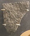 Leclercqia complexa fossil