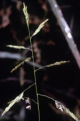 Paniklo de Leersia oryzoides.