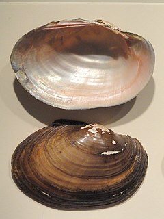 <i>Leptodea ochracea</i> Species of bivalve