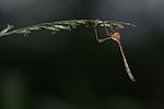 Leptogastrinae-Kadavoor-2016-04-09-001.jpg