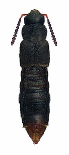 <i>Leptusa carolinensis</i> Species of beetle