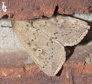 <i>Leucania ursula</i> Species of moth