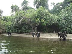 Liberian Chimps - panoramio (1).jpg
