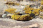 Миниатюра для Файл:Lichen on petrified wood. (15ebdf43-e737-445a-b3c5-ebb40de662b4).jpg