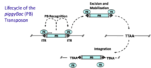 Vivociklo de la Piggybac Transpozono System.png