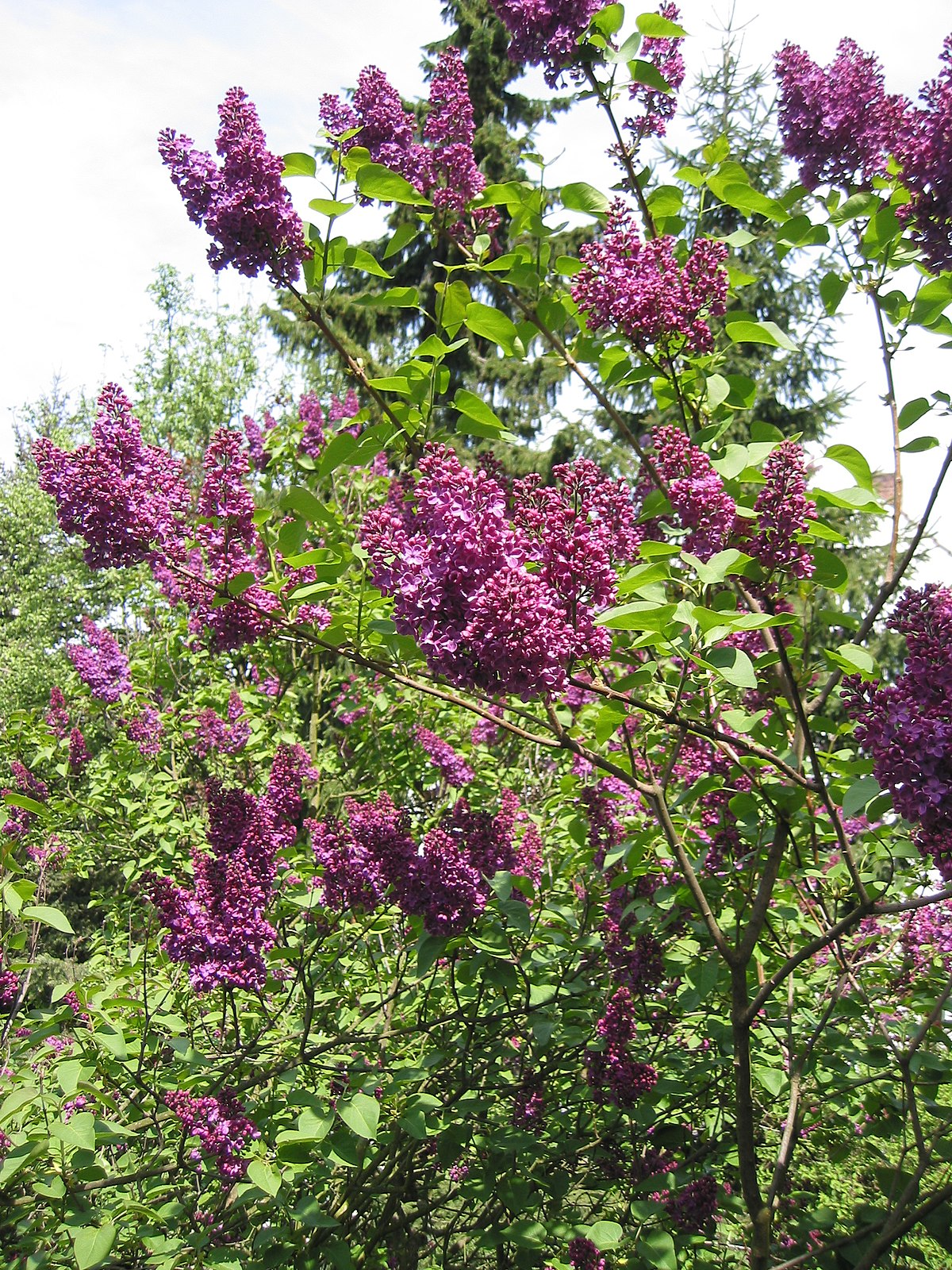 Syringa — Wikipédia