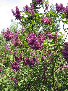 Lilac (2).jpg