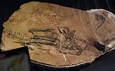 Limusaurus de la holotype.jpg